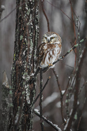 Northern Saw-whet Owl 001