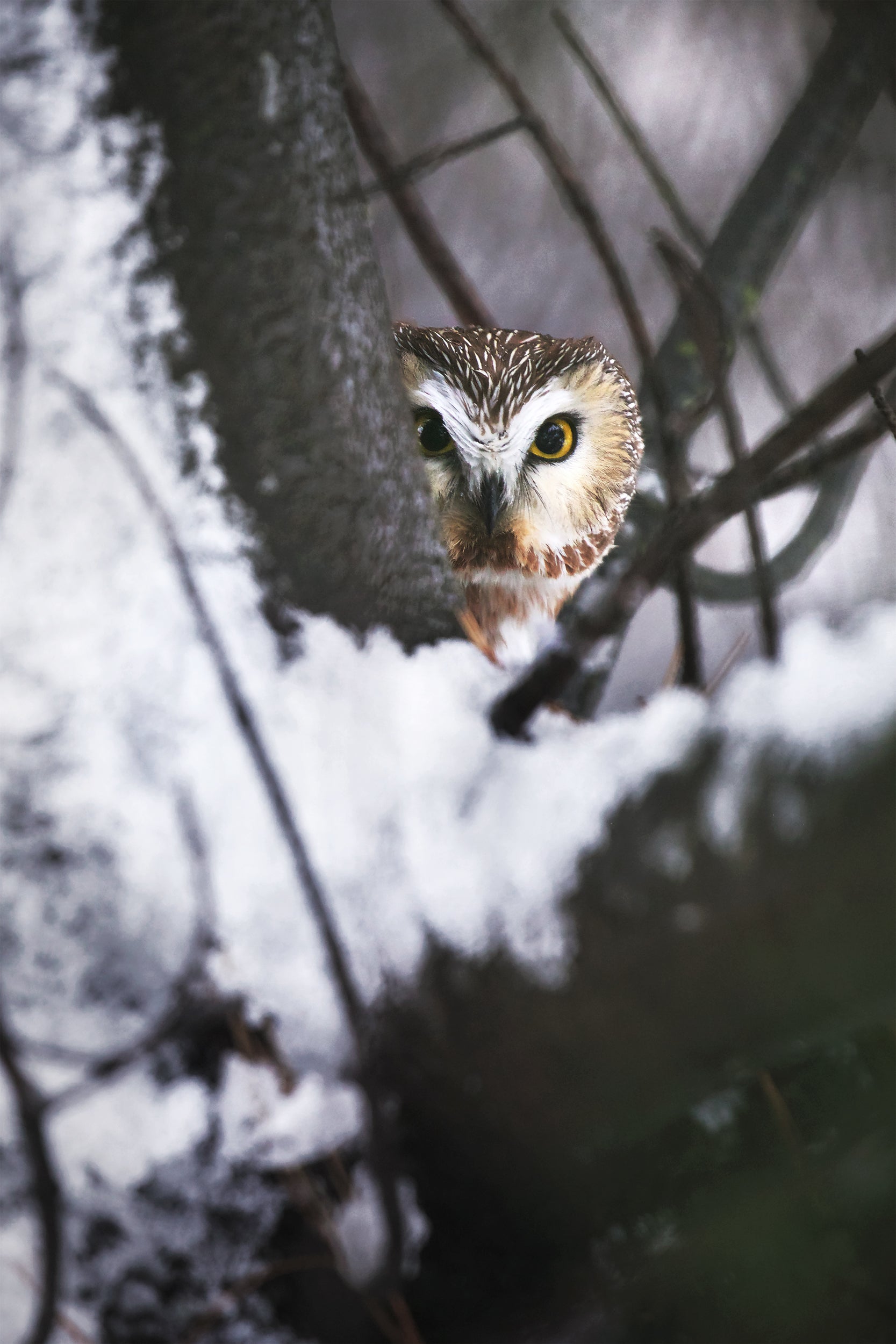 Northern Saw-whet Owl 002
