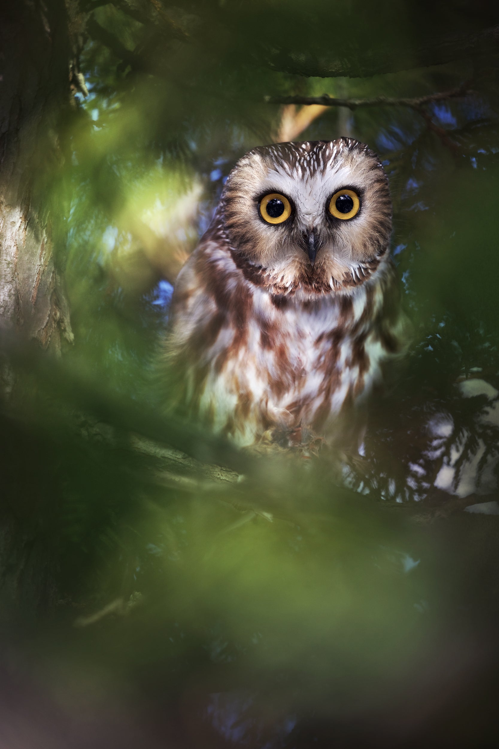 Northern Saw-whet Owl 003
