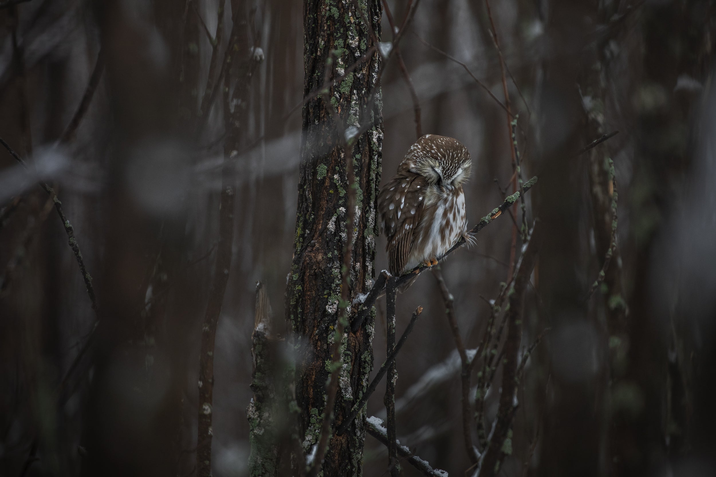 Northern Saw-whet Owl 004