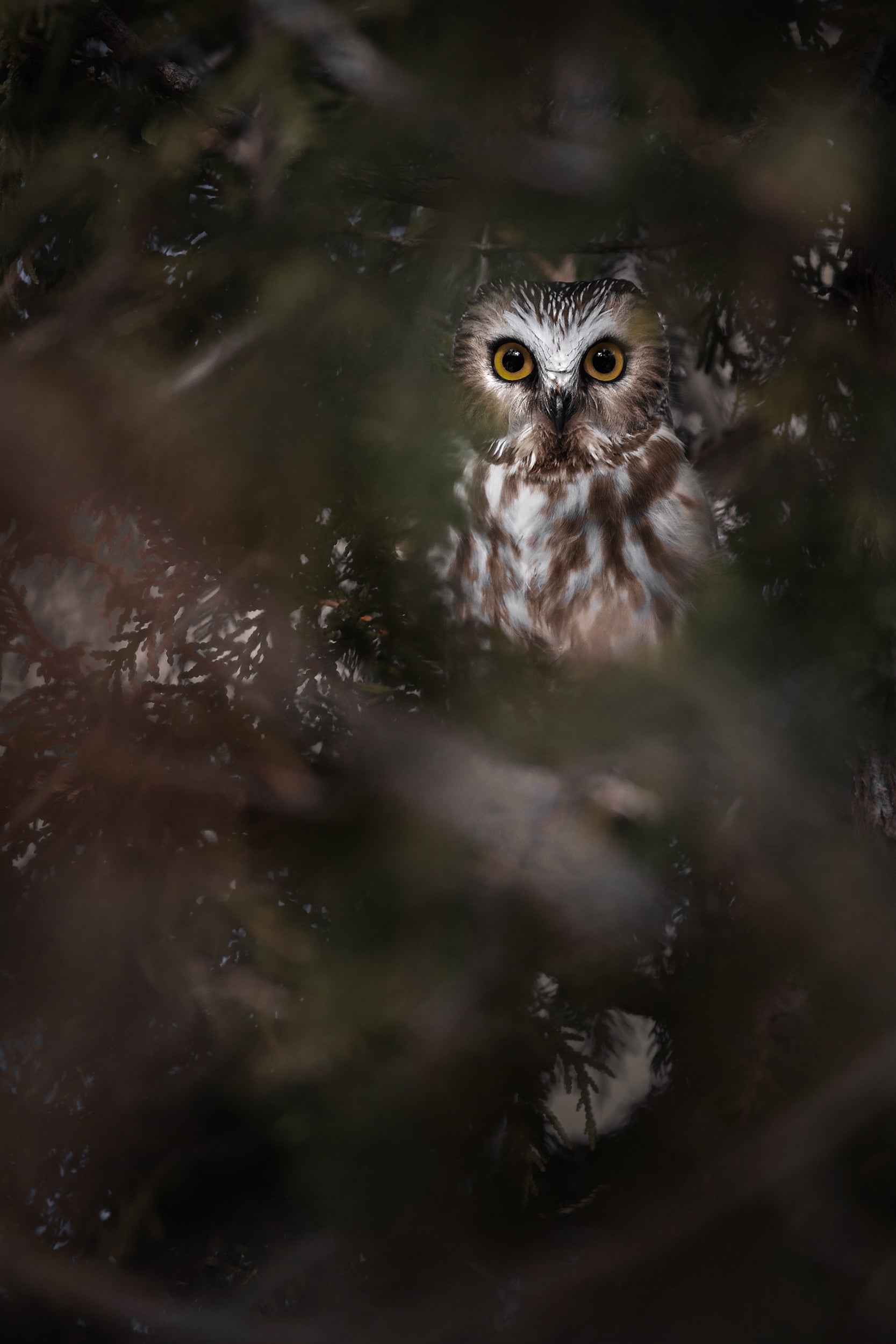 Northern Saw-whet Owl 006