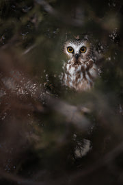 Northern Saw-whet Owl 006