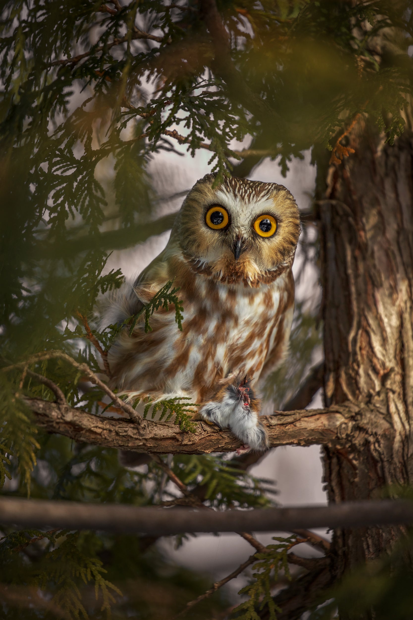 Northern Saw-whet Owl 007