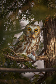Northern Saw-whet Owl 007