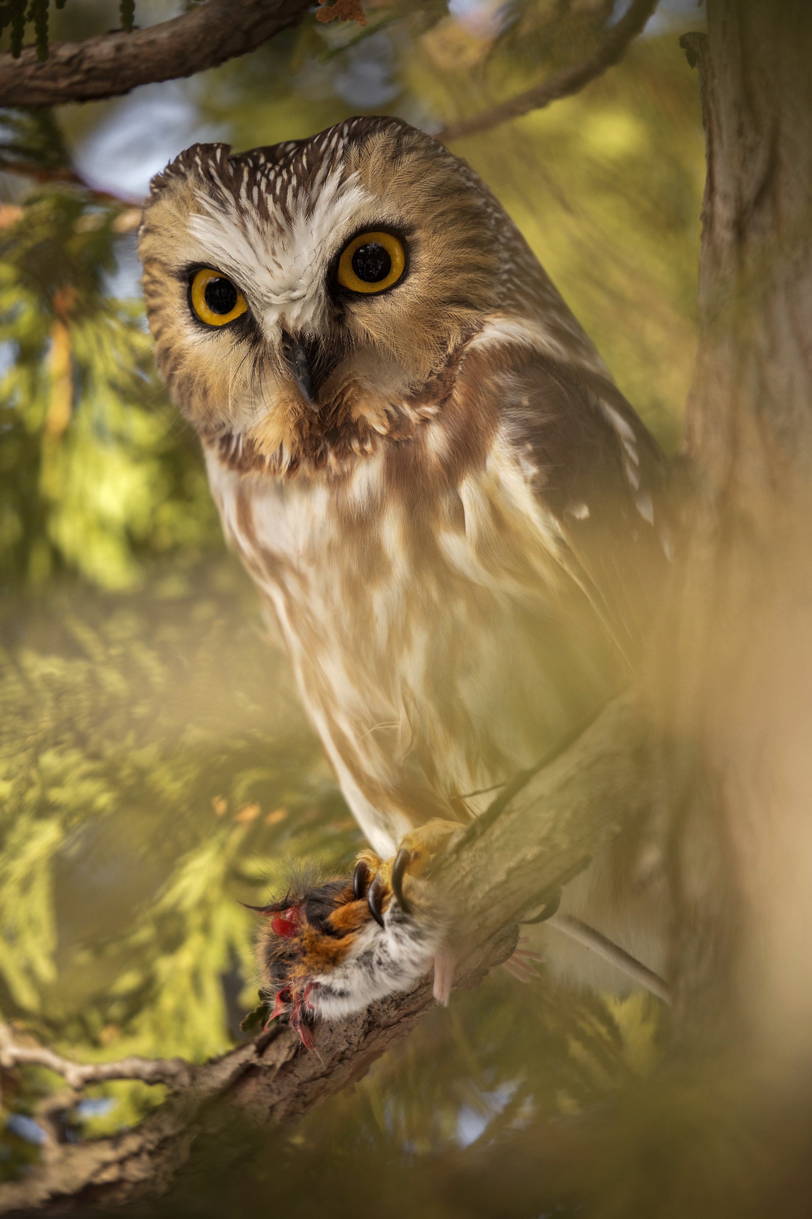 Northern Saw-whet Owl 008