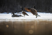 Various Birds - Winter 009