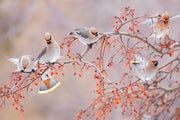 Various Birds - Winter 015