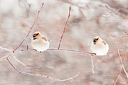 Various Birds - Winter 017