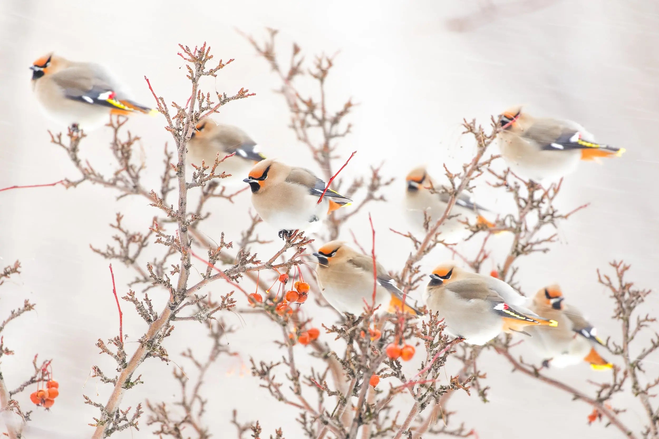 Various Birds of Quebec - Winter - Jean-Simon Bégin - Photographer