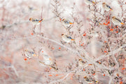 Various Birds - Winter 021