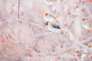 Various Birds - Winter 022