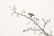 Various Birds - Winter 023