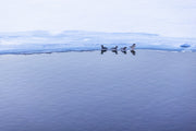 Various Birds - Winter 028