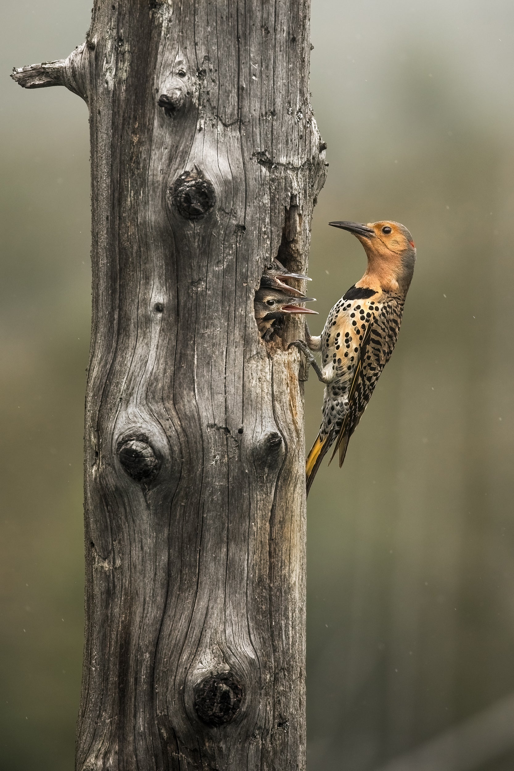 Various Birds - Summer 001