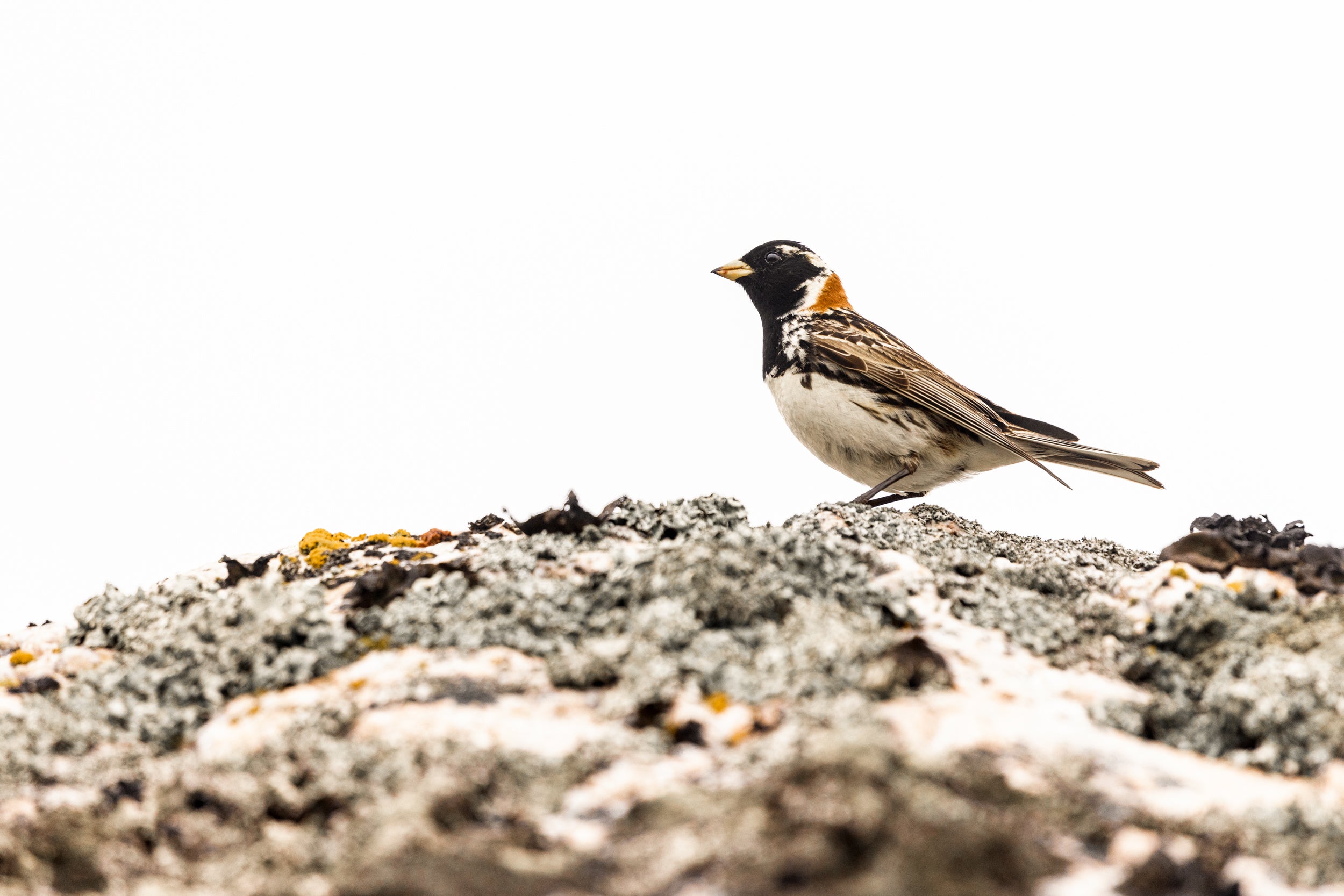 Various Birds - Summer 034