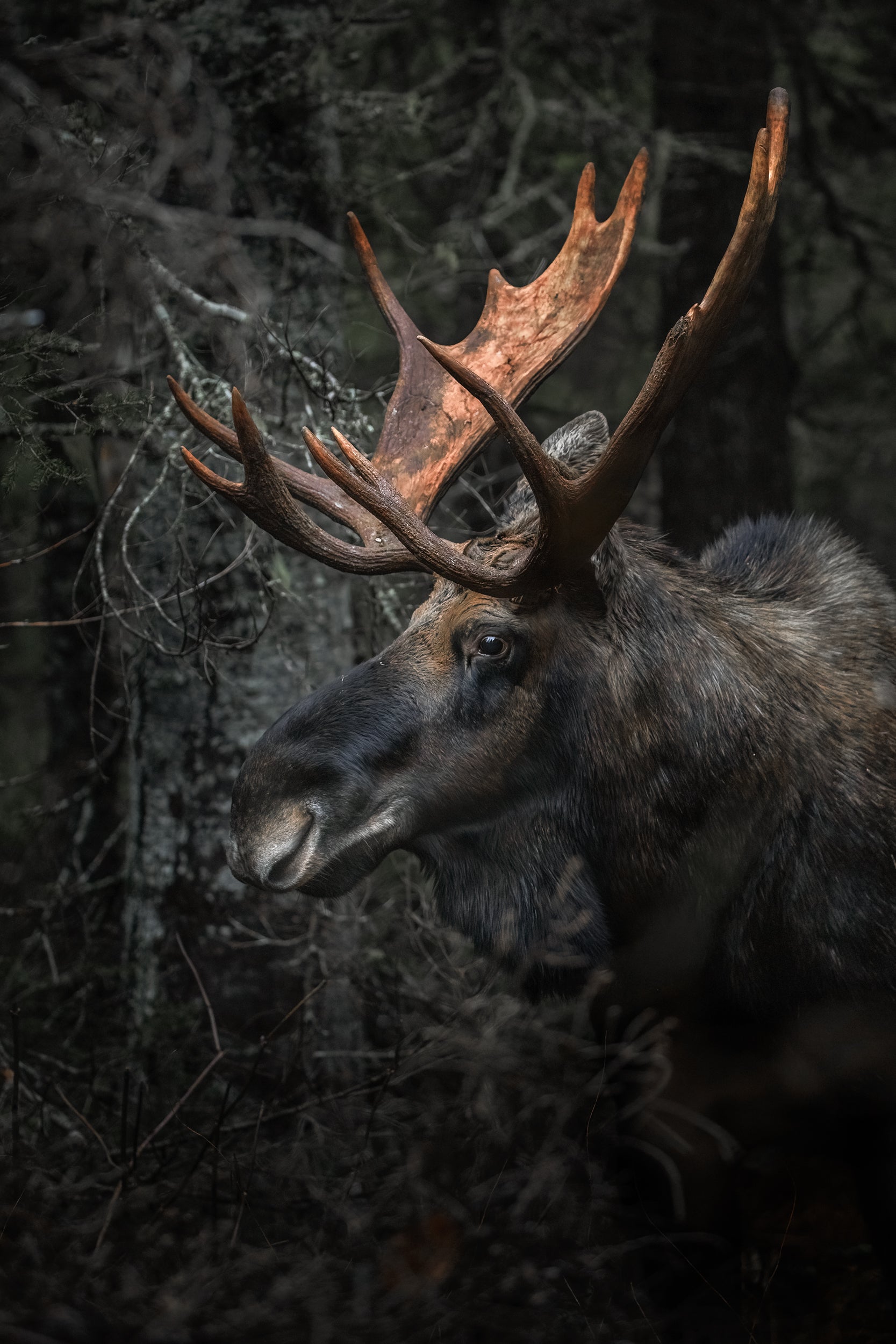 Moose - Autumn 001
