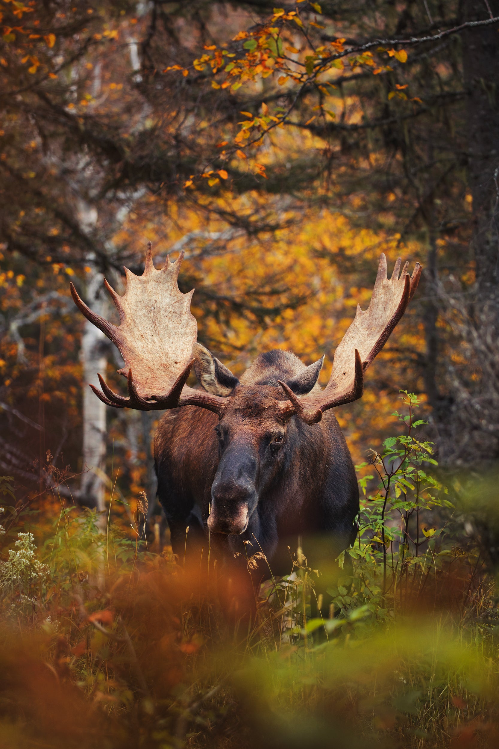 Moose - Autumn 002