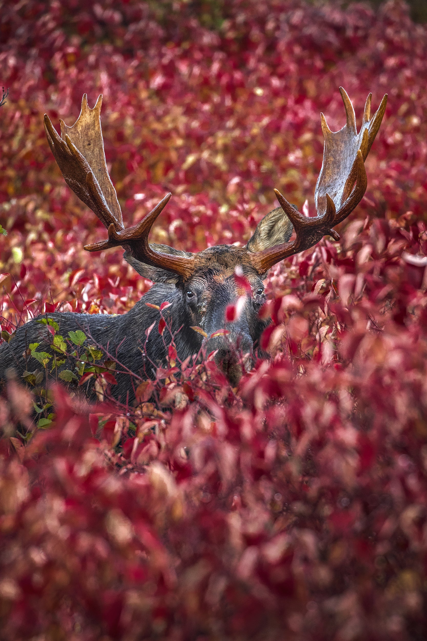 Moose - Autumn 003