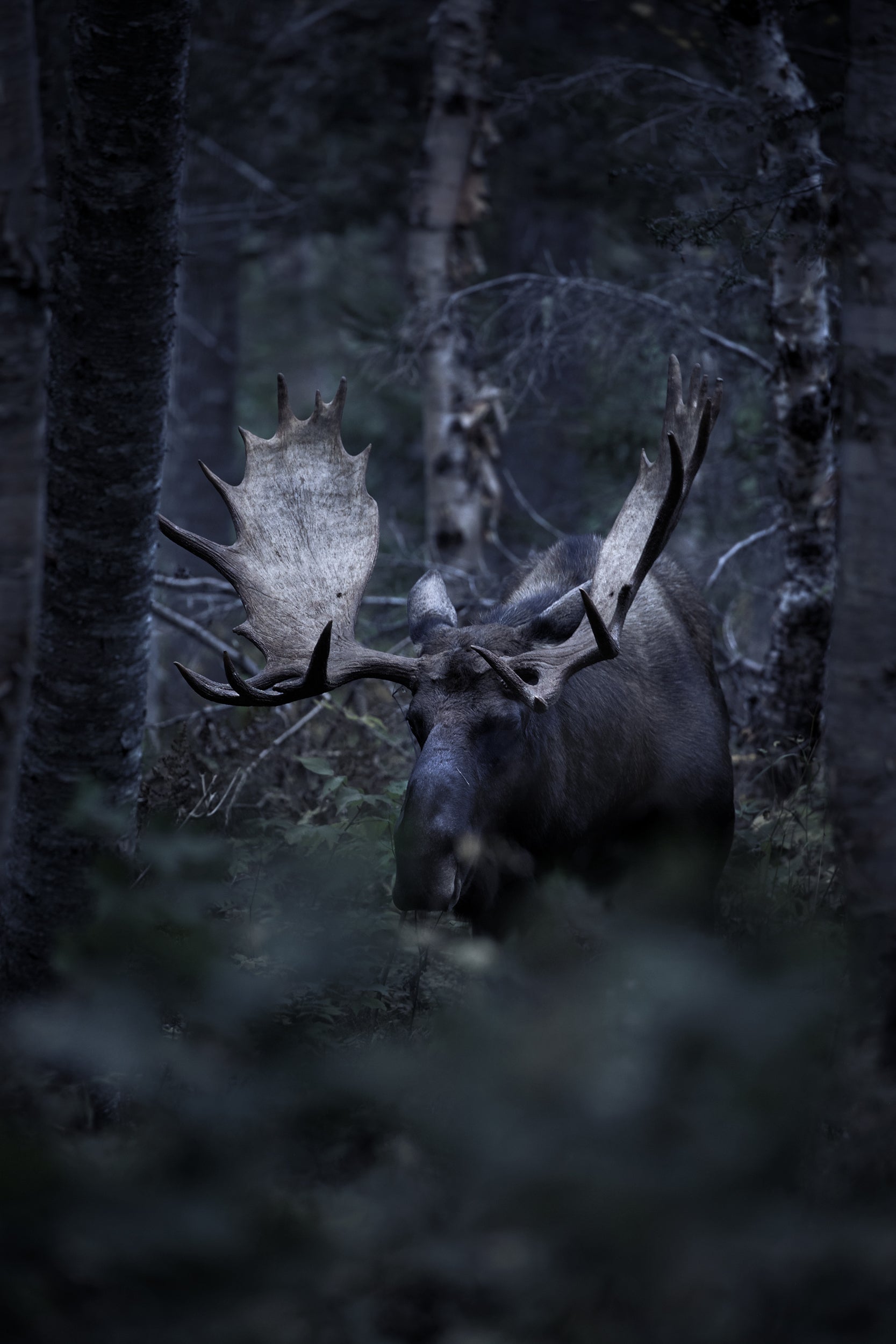 Moose - Autumn 005