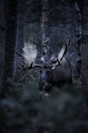 Moose - Autumn 005