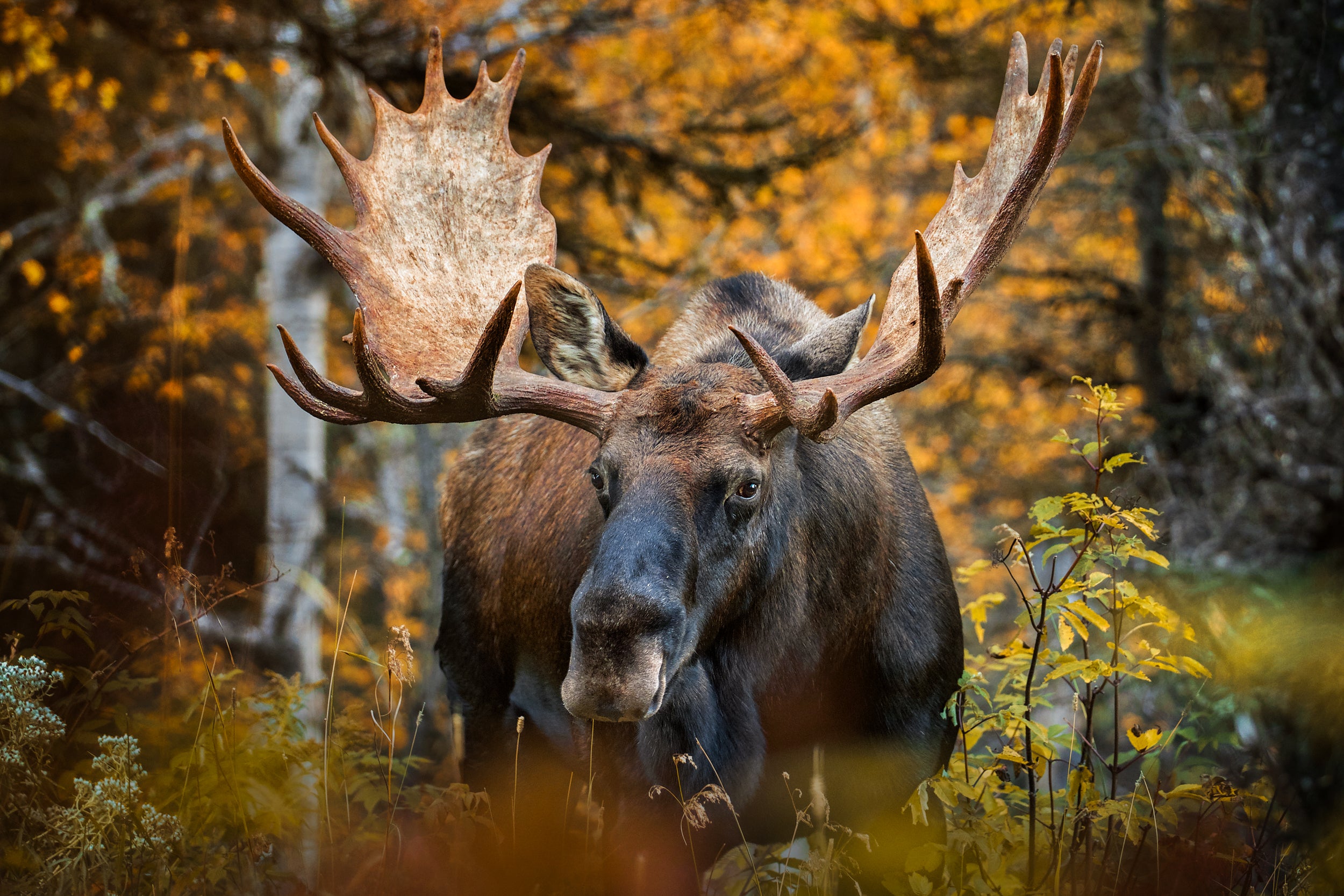 Moose - Autumn 006