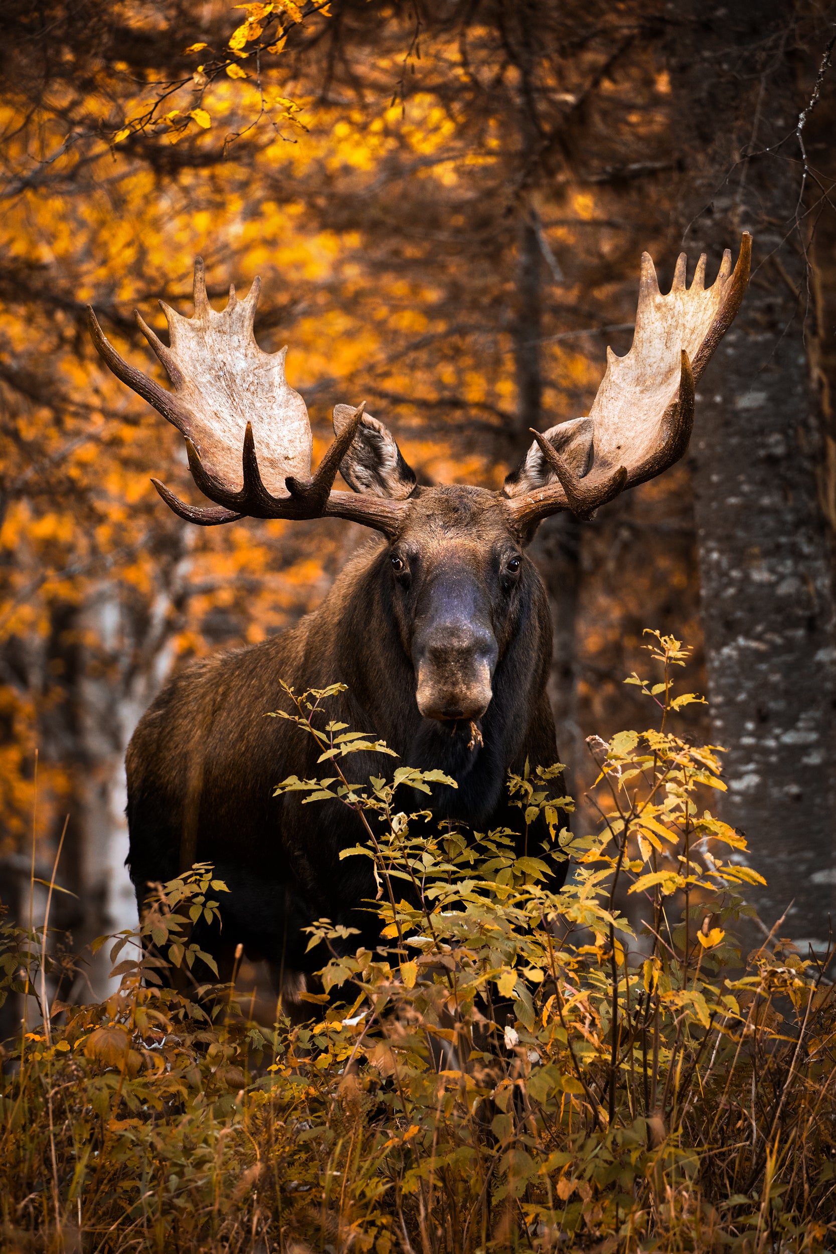 Moose - Autumn 007