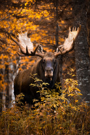 Moose - Autumn 007