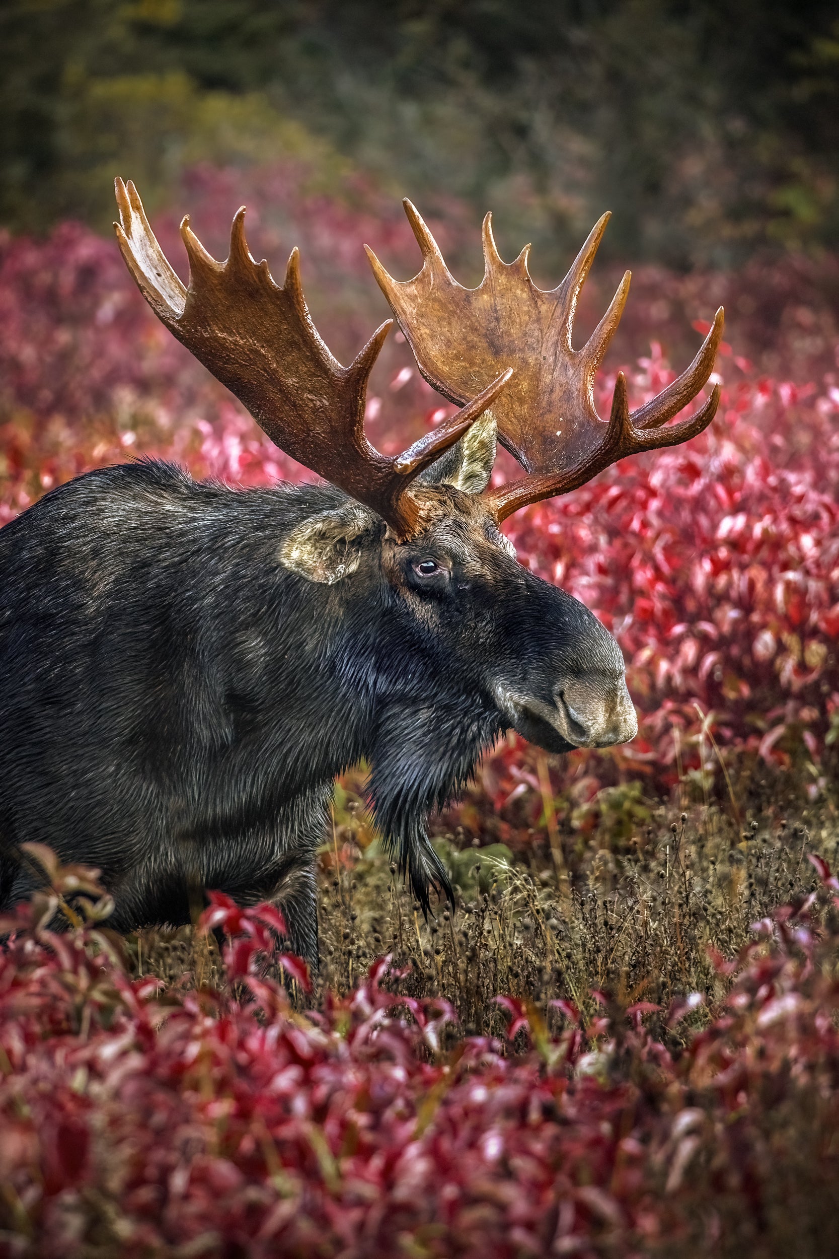 Moose - Fall 009