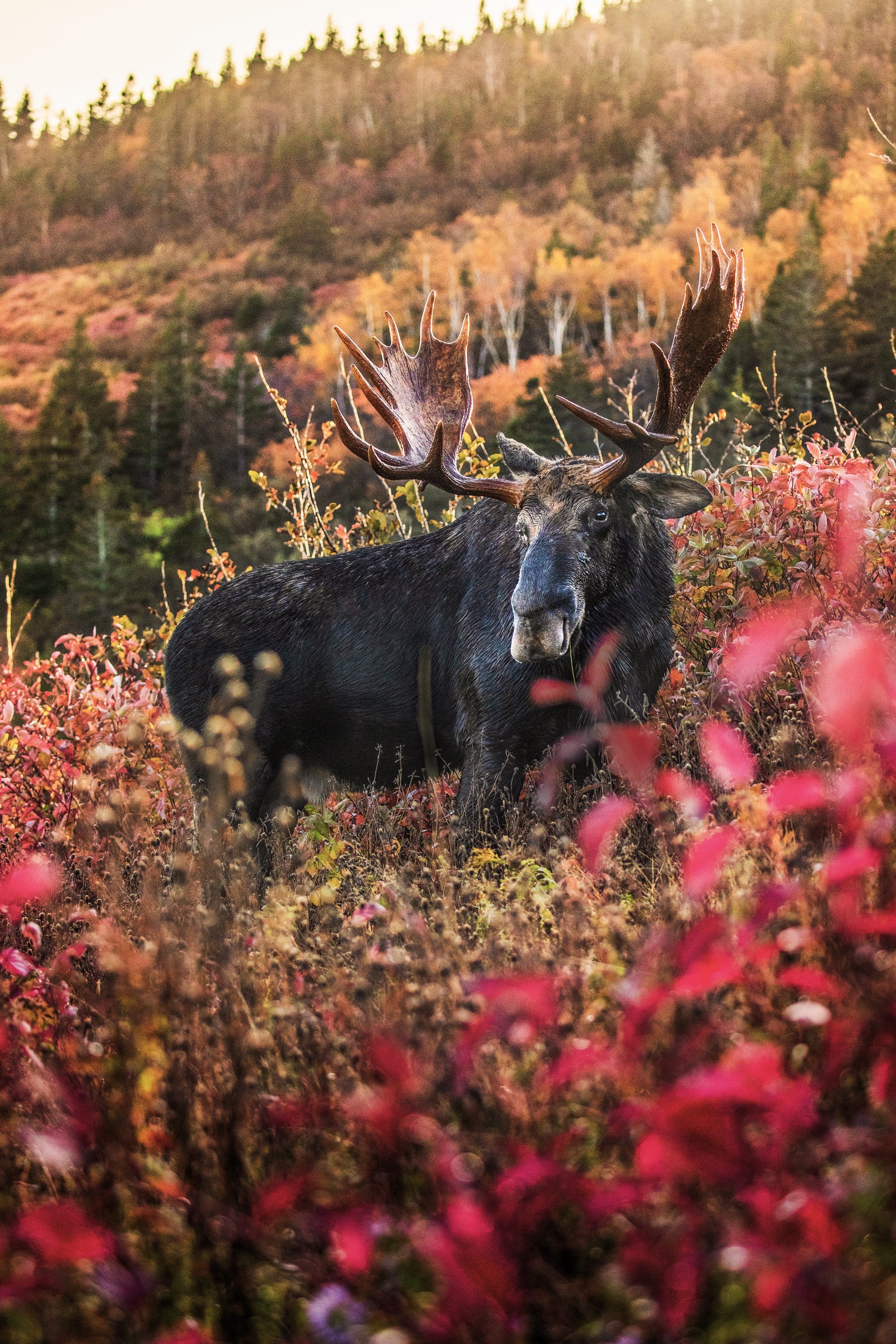 Moose - Fall 010