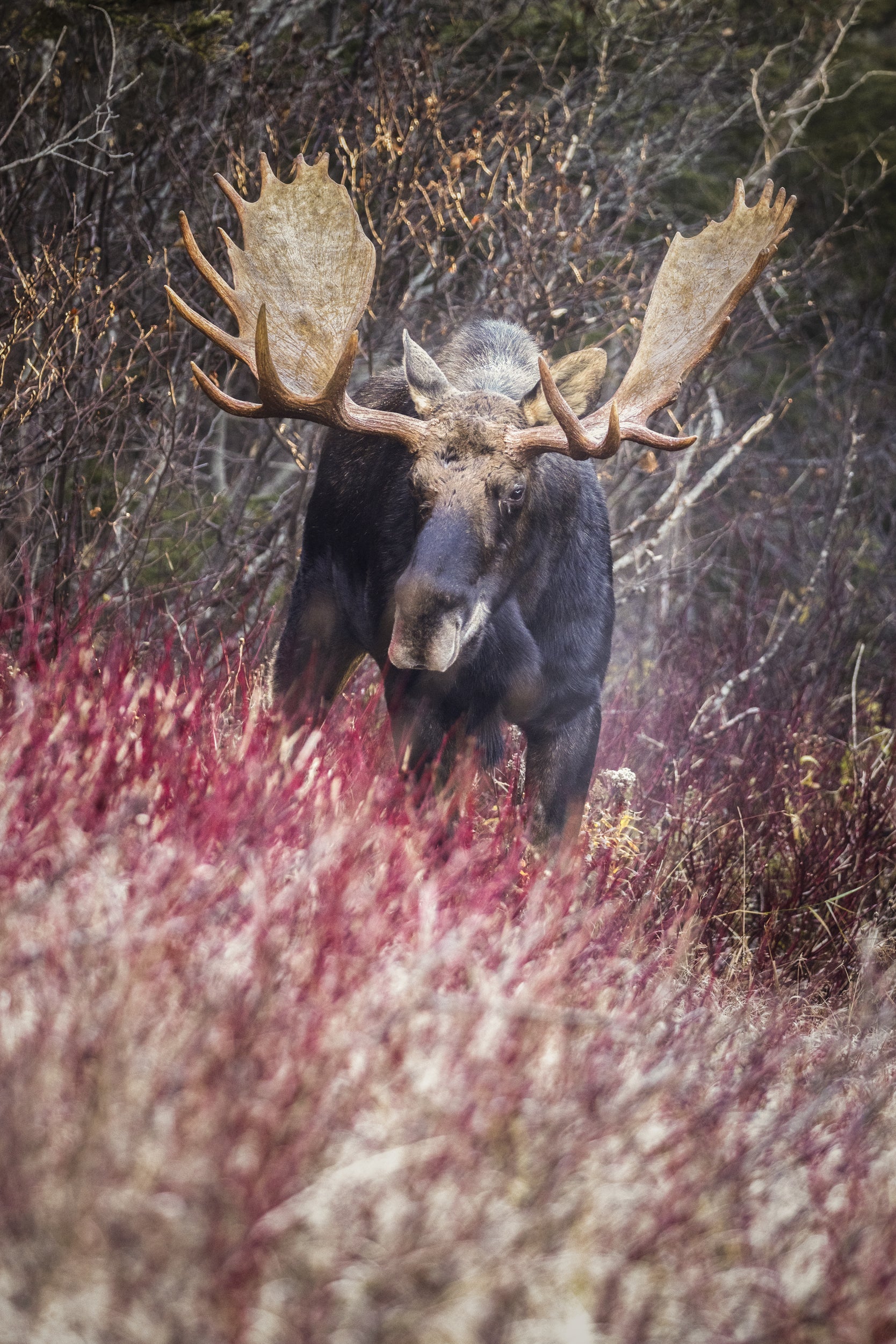 Moose - Fall 100