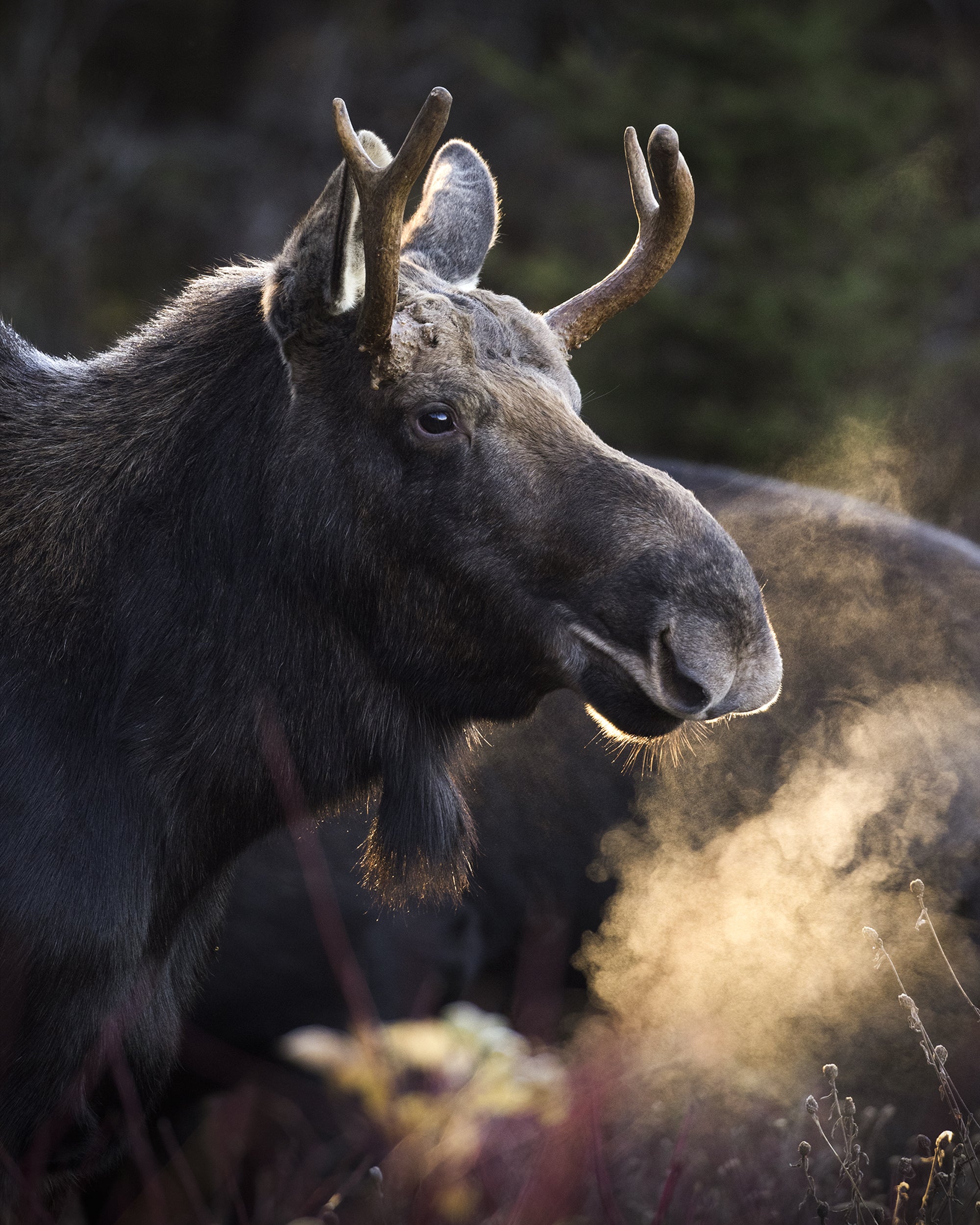 Moose - Fall 103