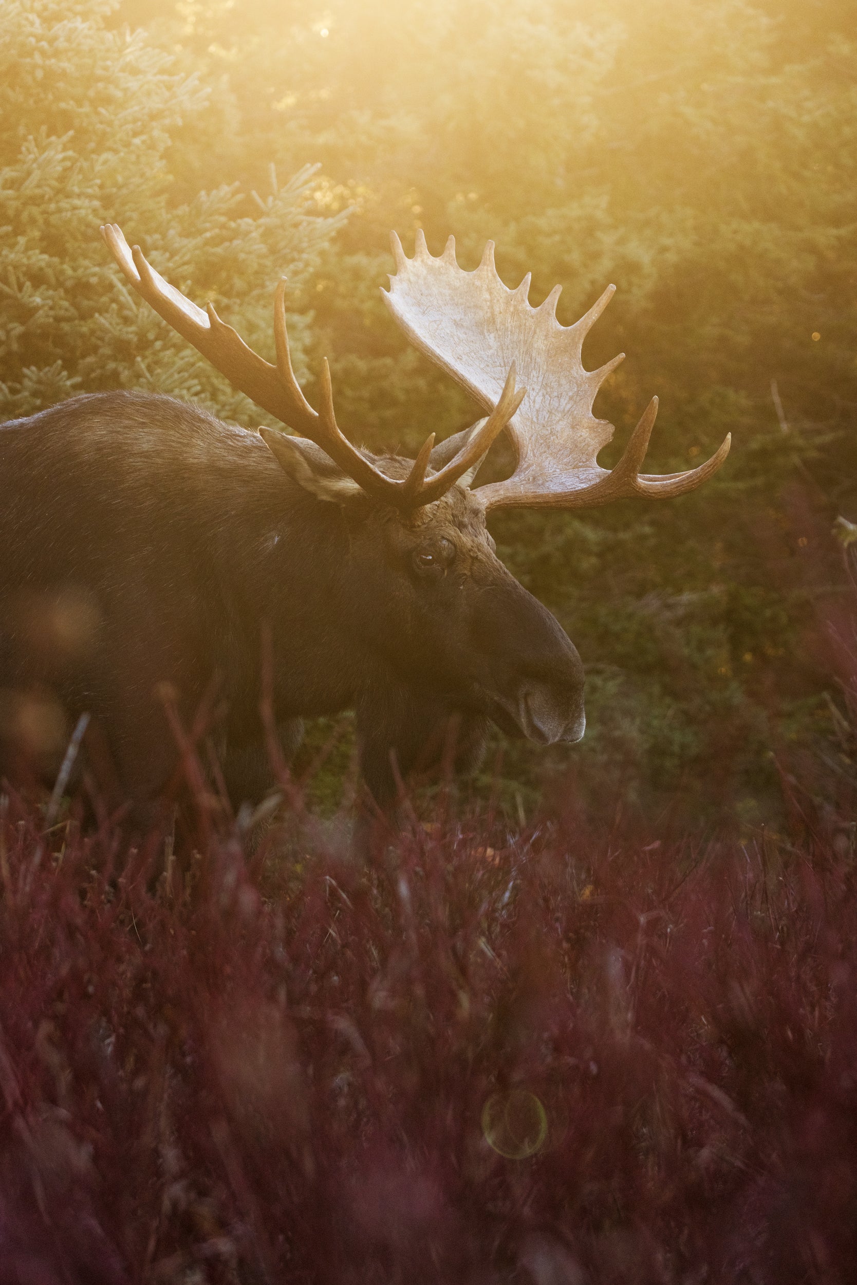 Moose - Fall 104