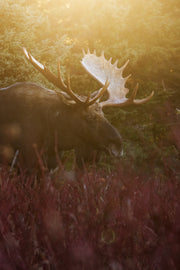 Moose - Fall 104