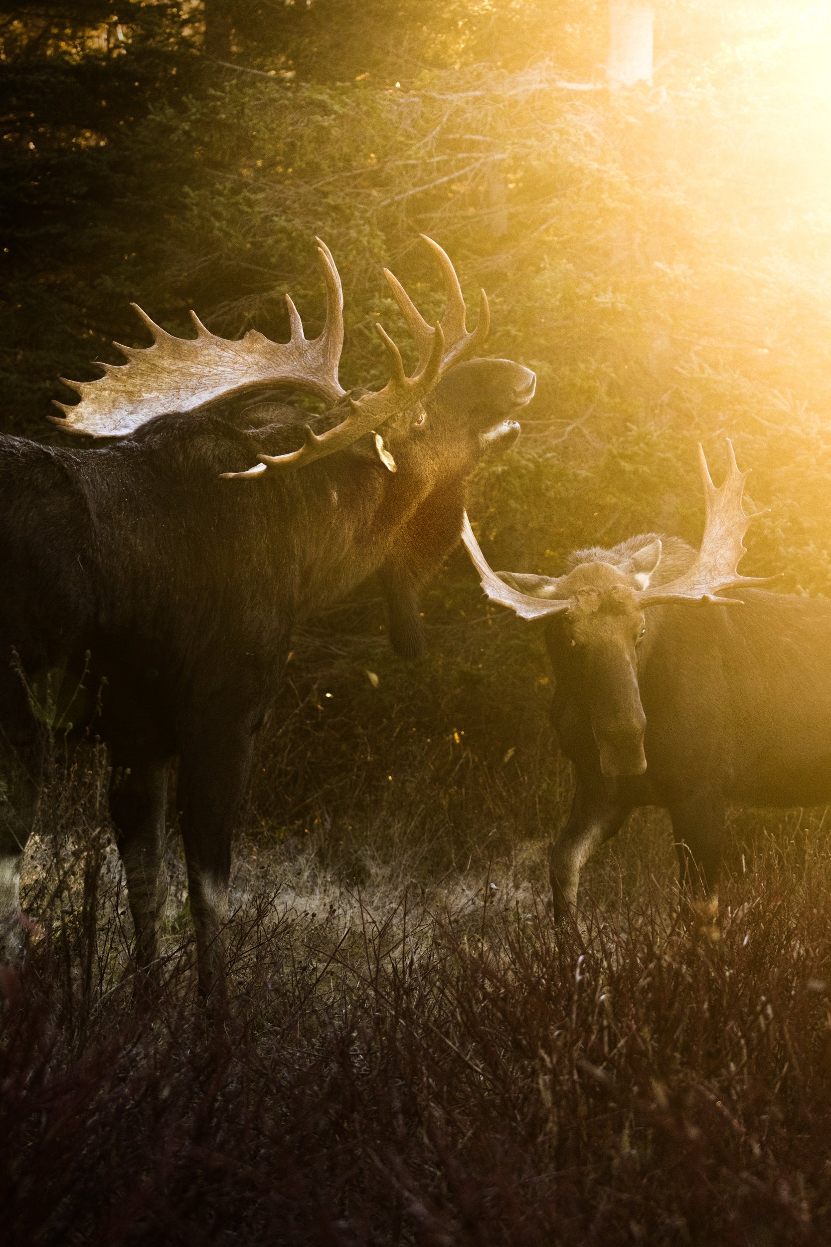 Moose - Fall 105
