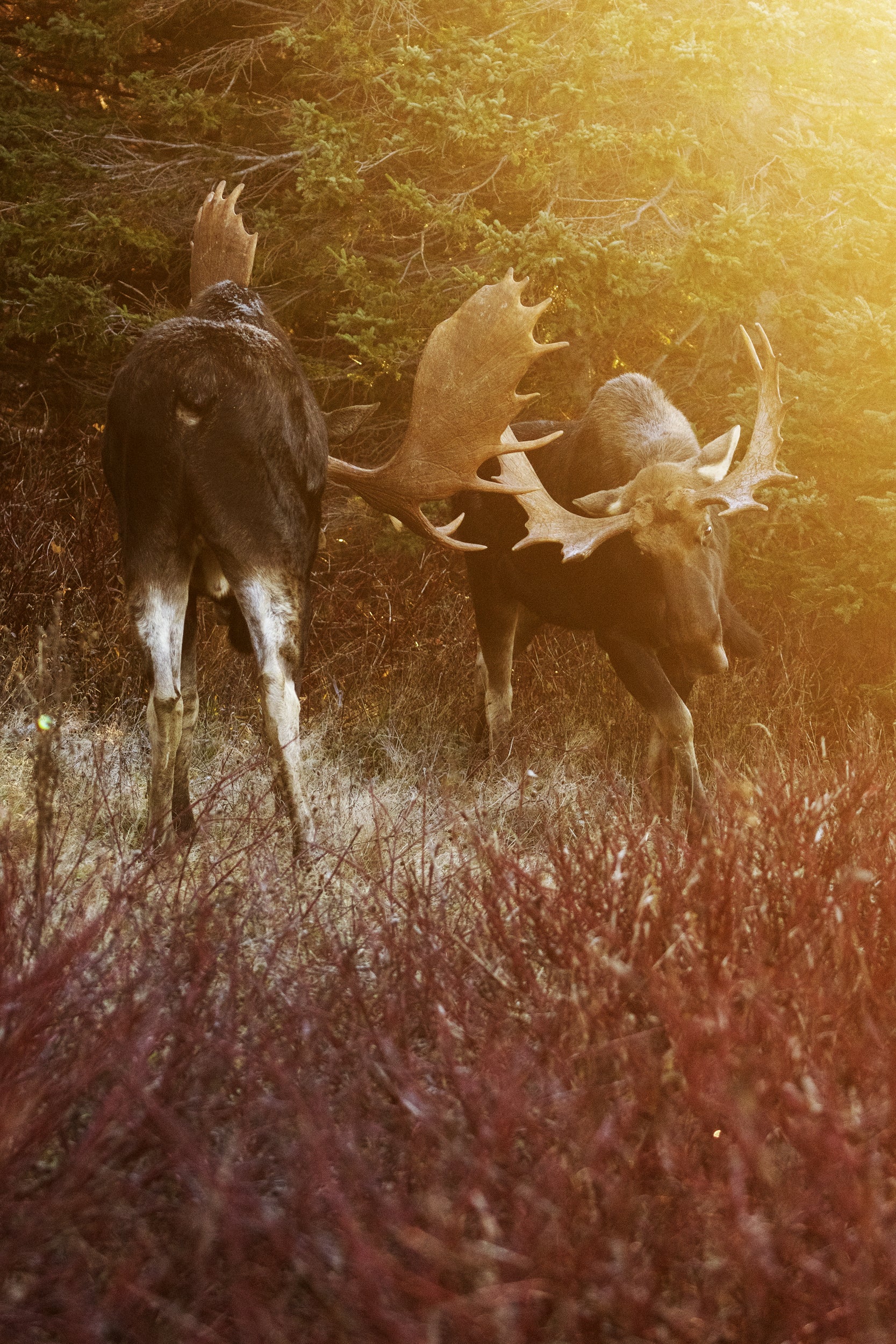 Moose - Fall 107
