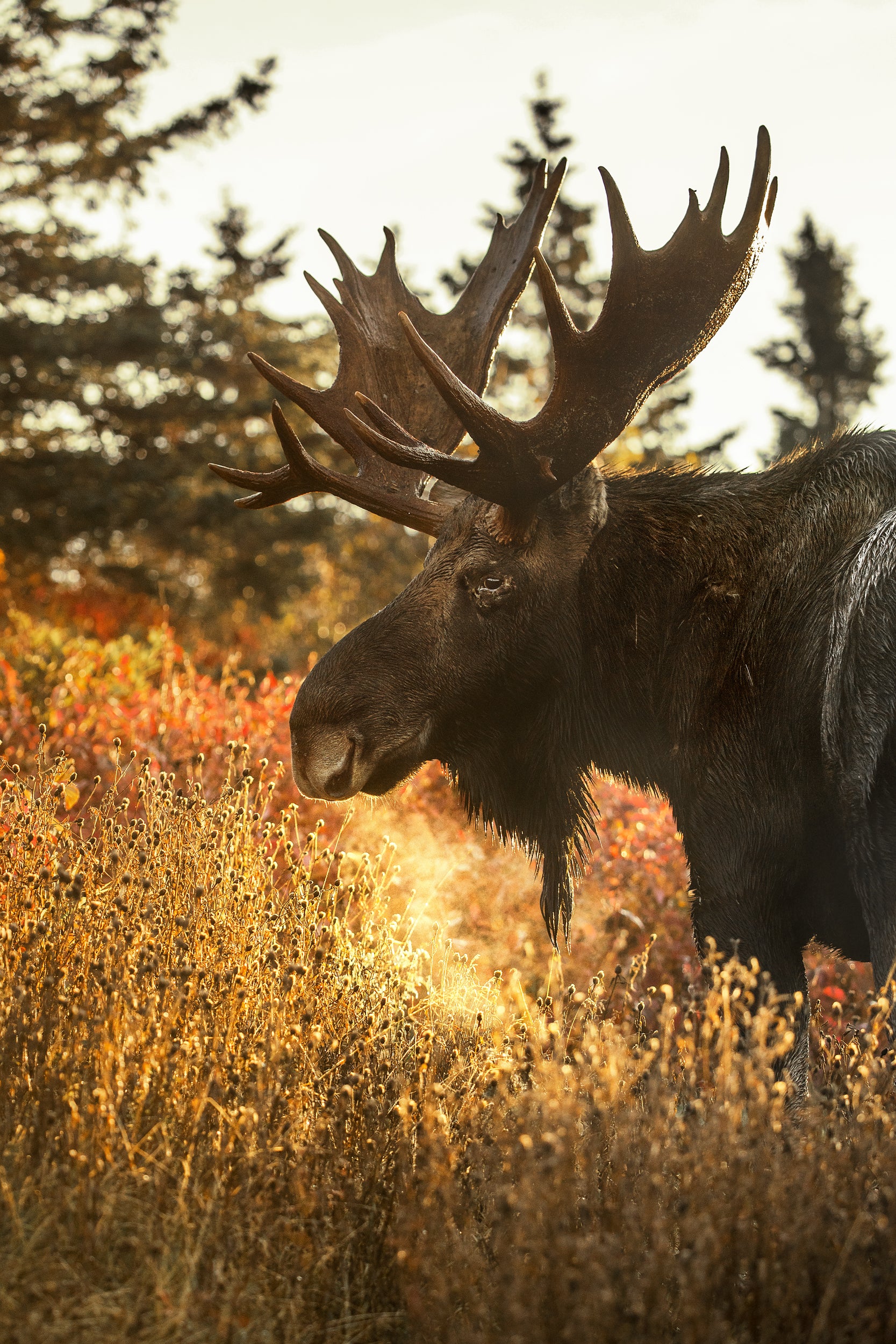 Moose - Autumn 011