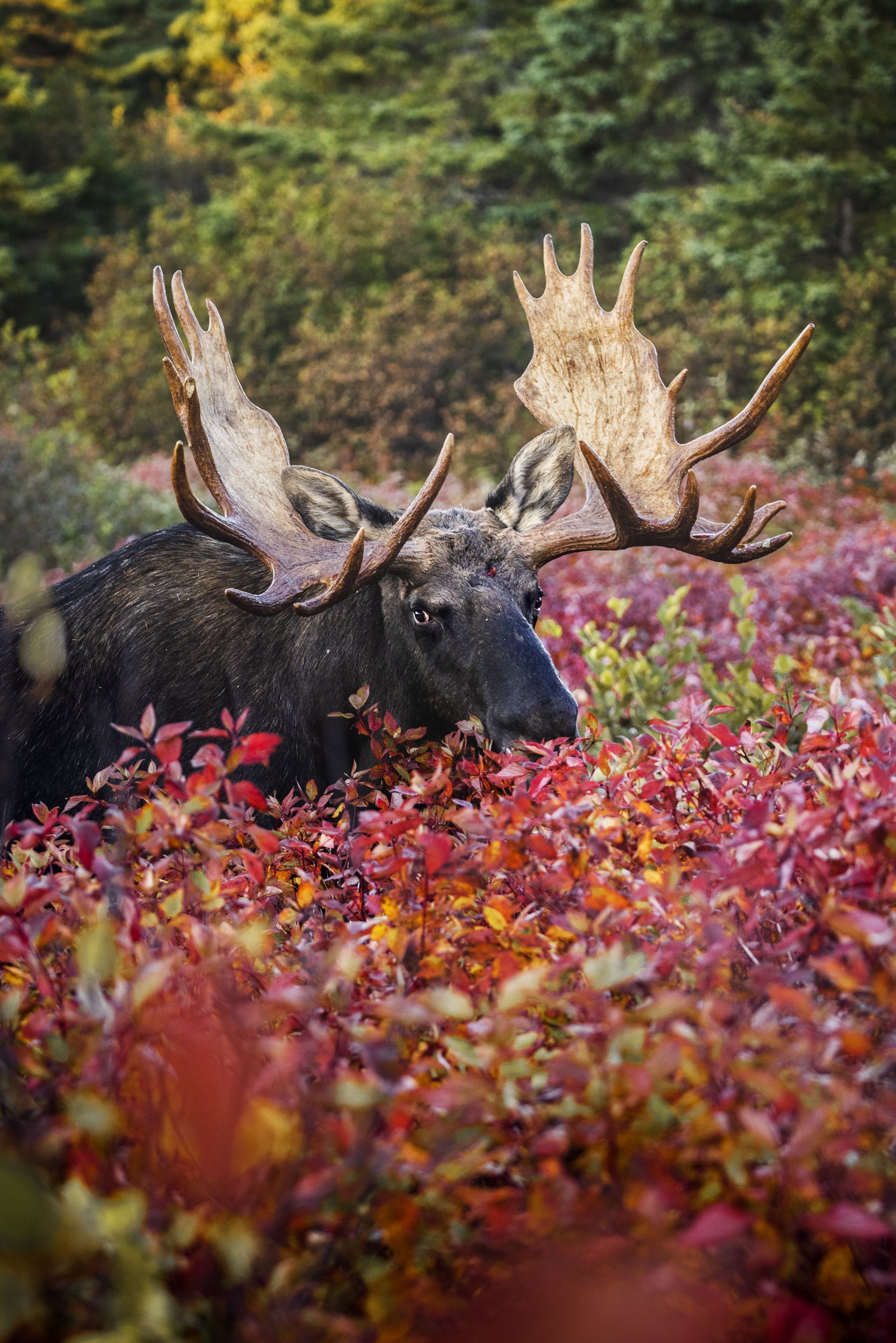 Moose - Autumn 112