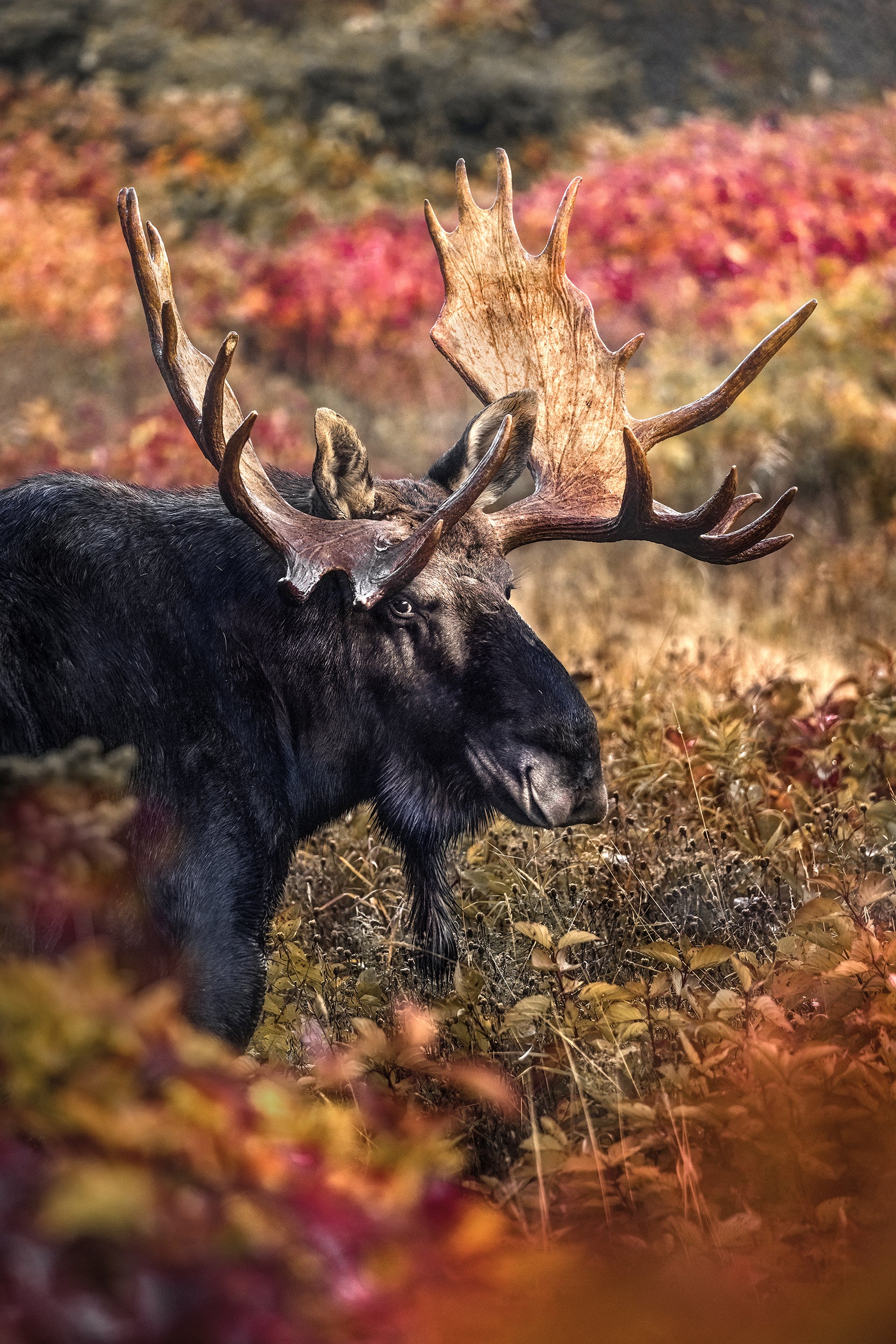 Moose - Fall 113