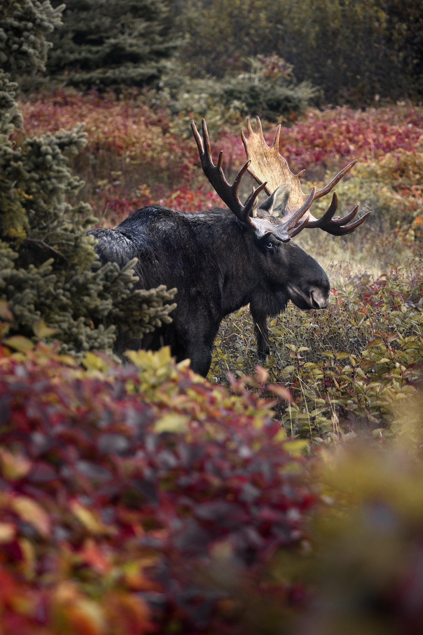 Moose - Fall 115