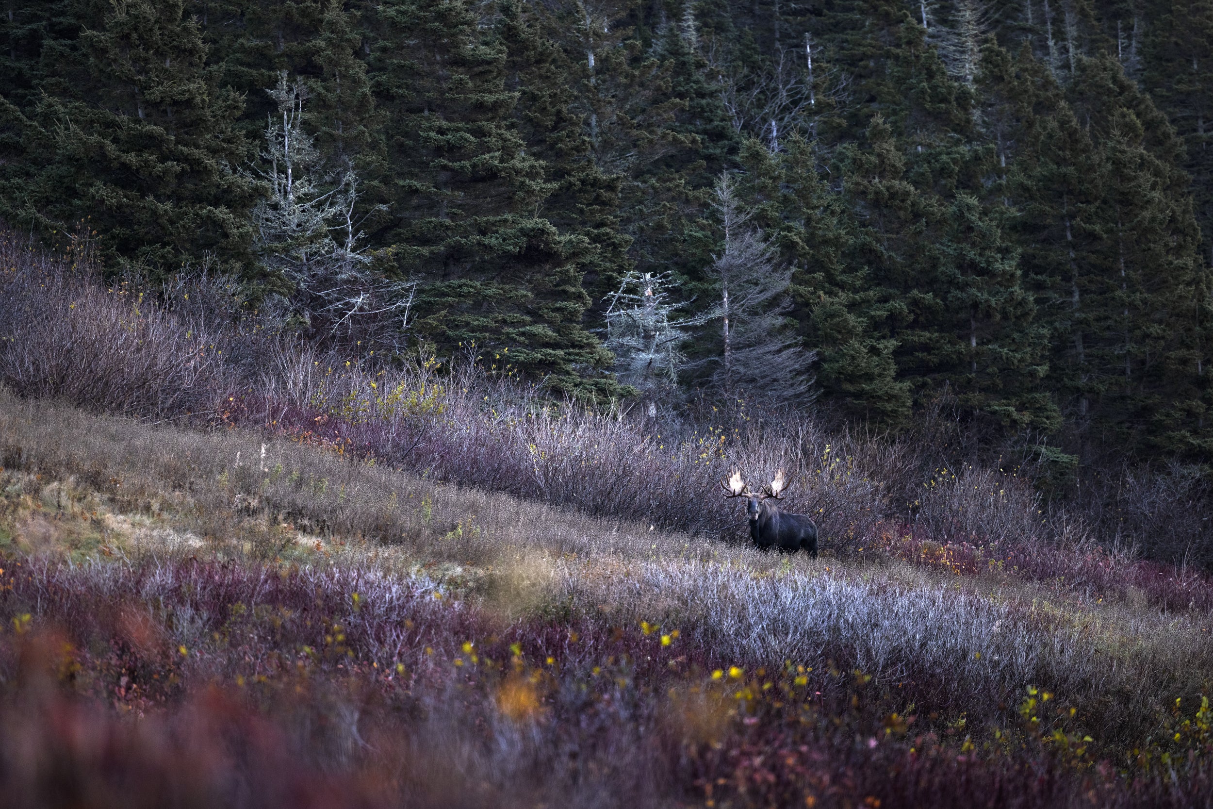 Moose - Autumn 116