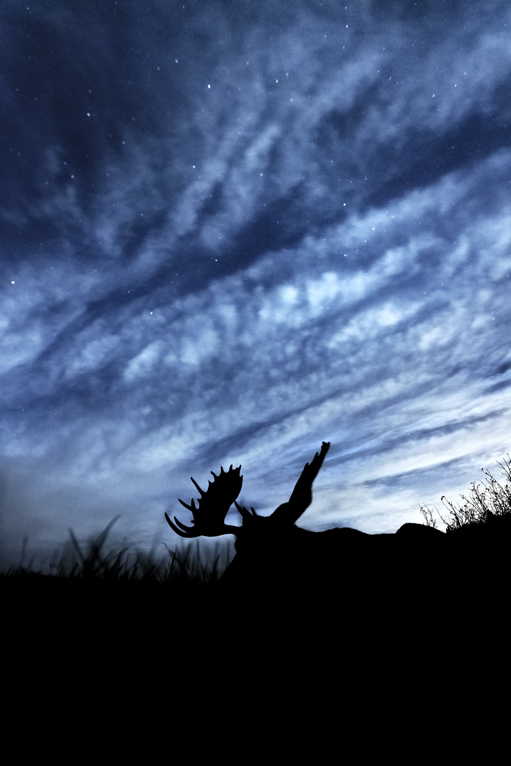 Moose - Fall 117
