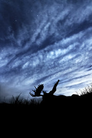 Moose - Fall 117