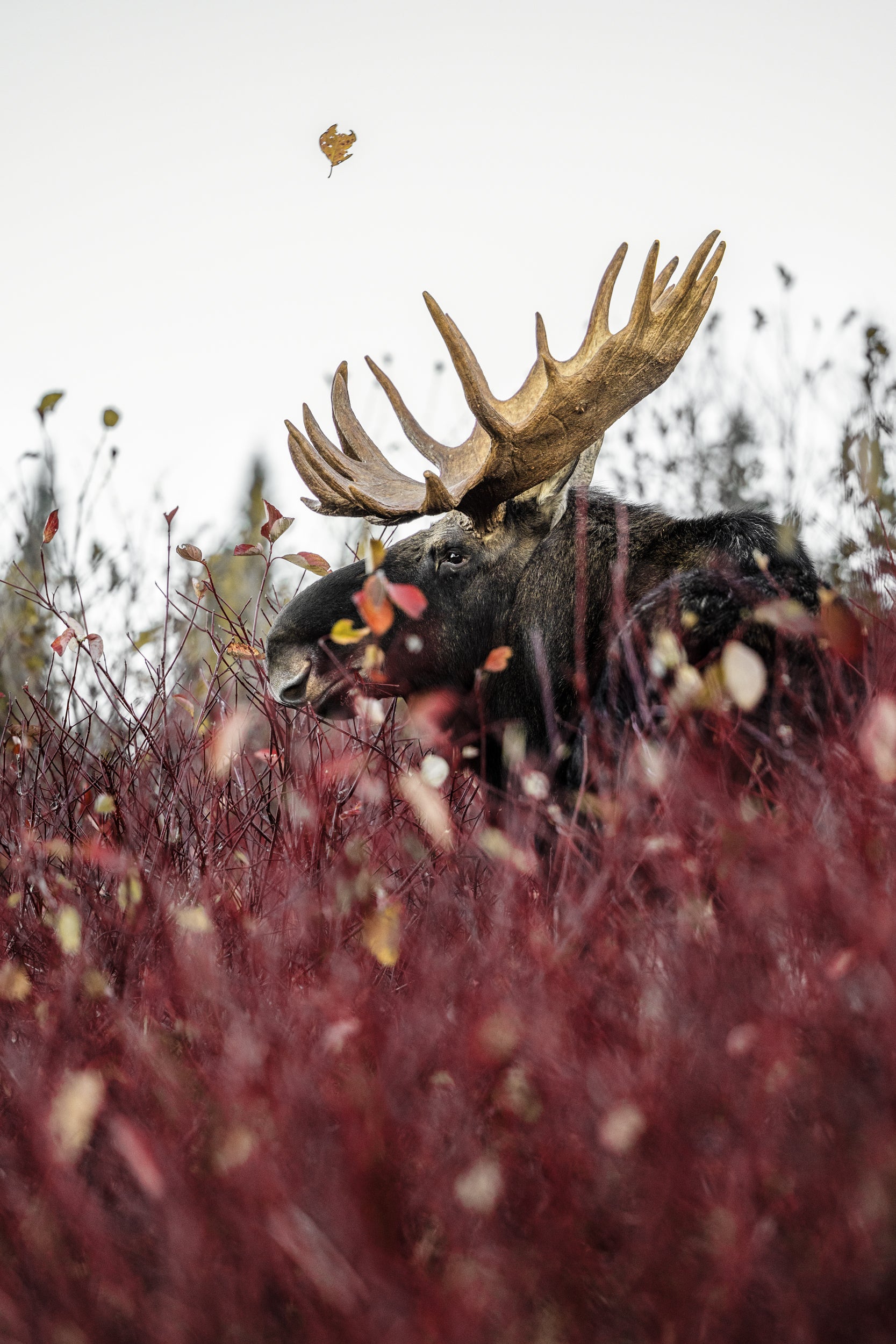 Moose - Fall 118