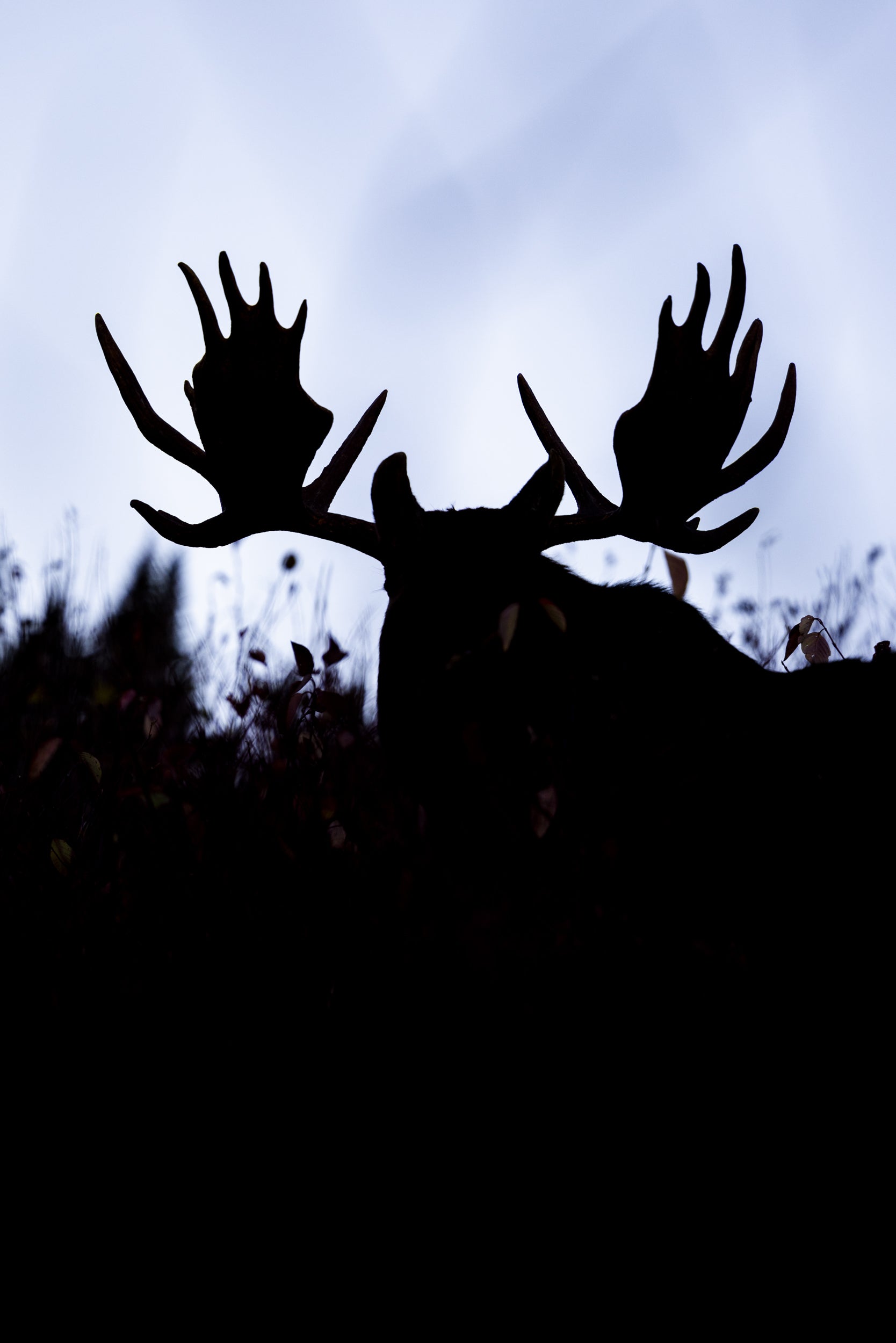 Moose - Fall 119