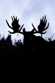 Moose - Fall 119