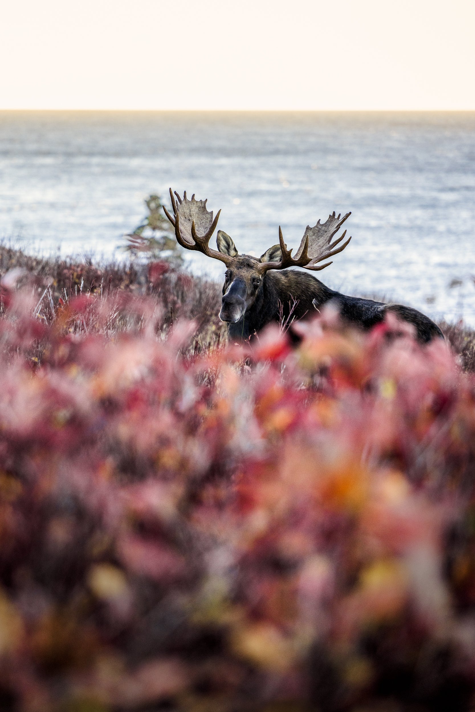 Moose - Fall 120