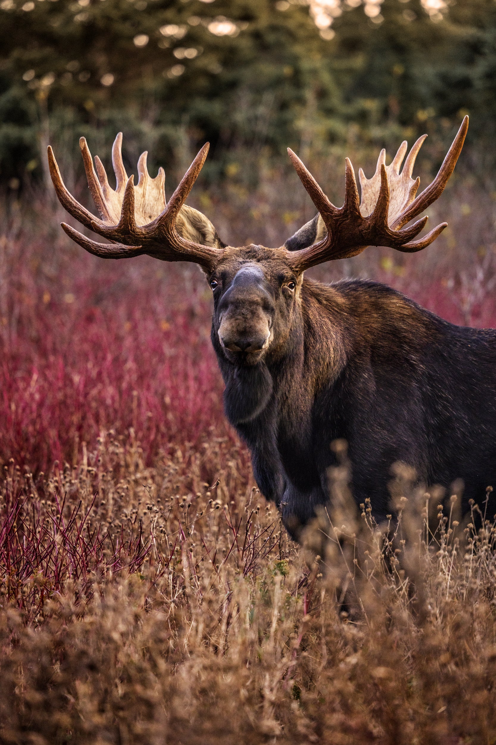 Moose - Fall 122