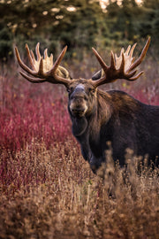 Moose - Fall 122