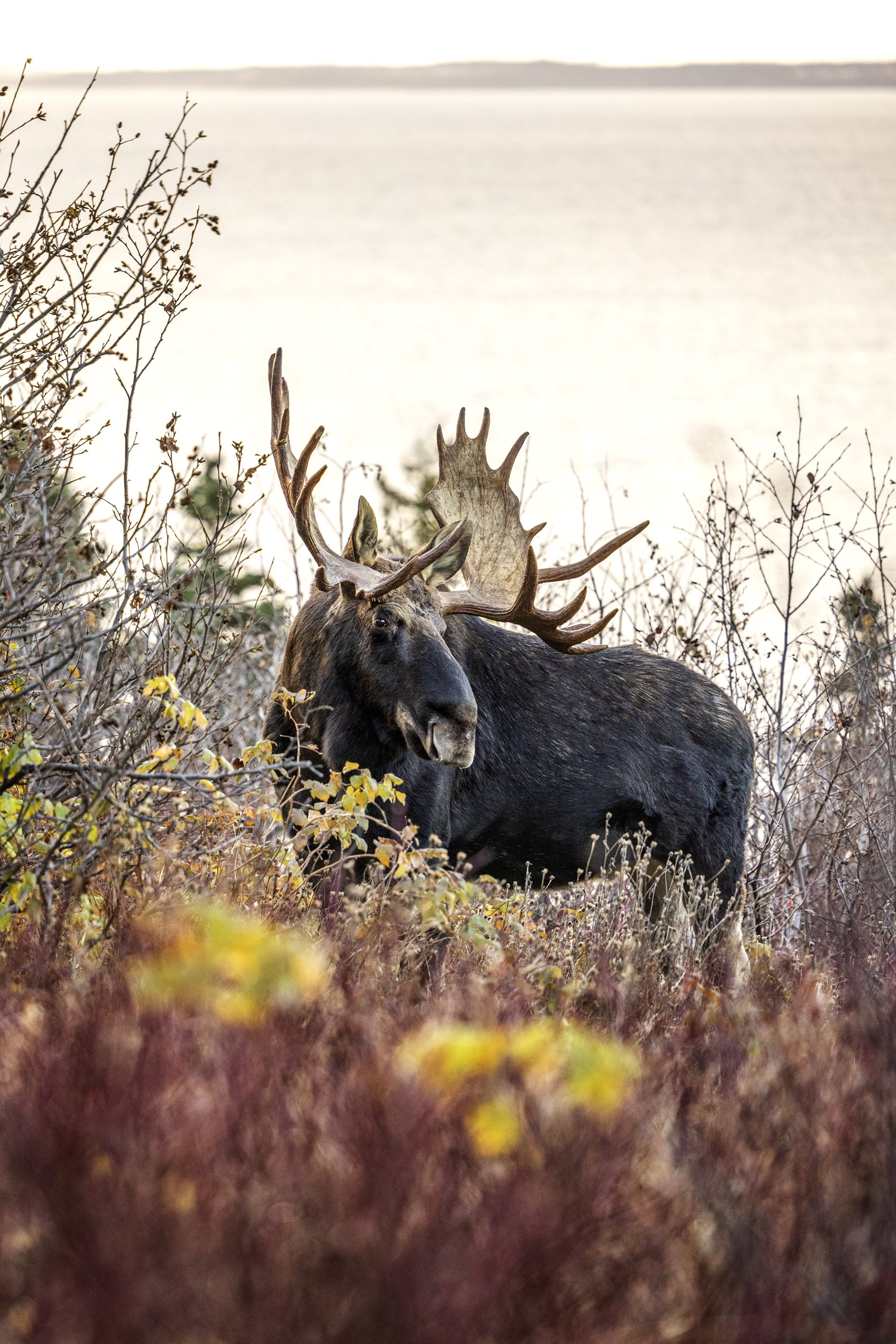 Moose - Fall 123