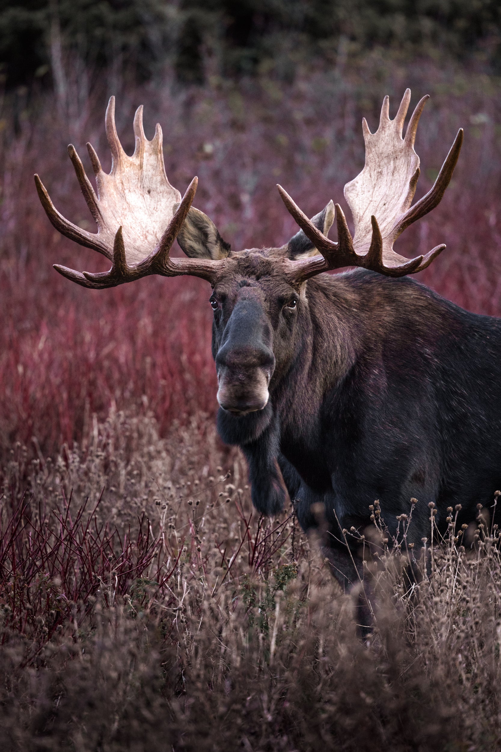 Moose - Fall 124
